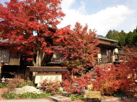 厳木町「環境芸術の森」のモミジ見頃です 厳木町「環境芸術の森」のモミジ見頃です