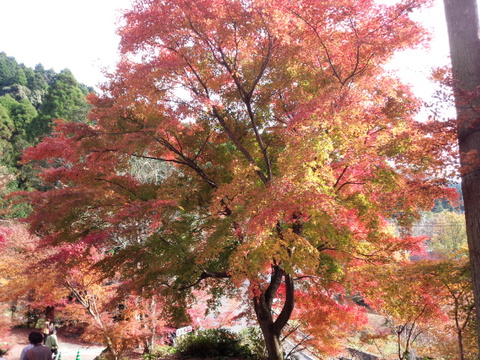 厳木町「環境芸術の森」のモミジ見頃です 厳木町「環境芸術の森」のモミジ見頃です