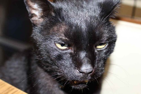 黒猫クロちゃん元気です 黒猫クロちゃん元気です