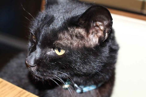 黒猫クロちゃん元気です 黒猫クロちゃん元気です