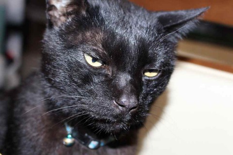 黒猫クロちゃん元気です 黒猫クロちゃん元気です