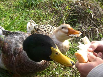 本当のオシドリ夫婦。
