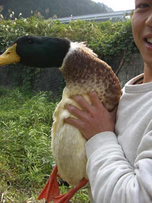 本当のオシドリ夫婦。