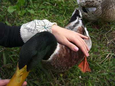 本当のオシドリ夫婦。