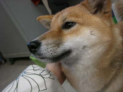 ウチのチップが・・・!!
