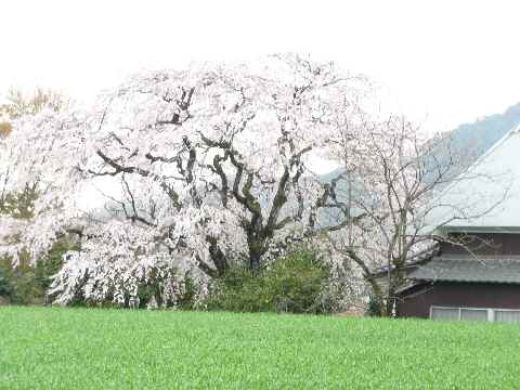神崎市 宝殊寺の姫しだれ桜満開