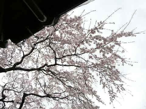 神崎市 宝殊寺の姫しだれ桜満開