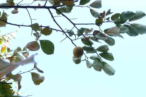 庭木の手入れ