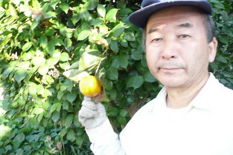 庭木の手入れ