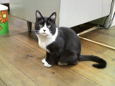 猫・ねこ・ネコ・にゃんこ・Cat