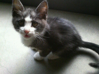 猫・ねこ・ネコ・にゃんこ・Cat