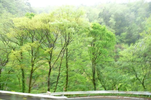 九酔峡の新緑はまぶしかった