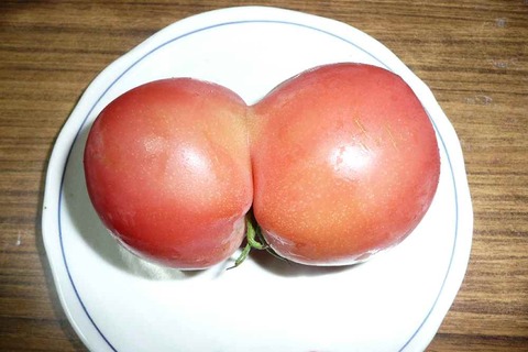 ラブ LOVE トマト!!