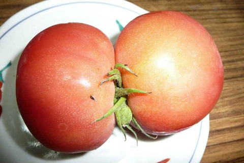 ラブ LOVE トマト!!