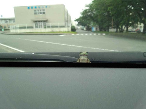 またもや無賃乗車のアマガエルくん