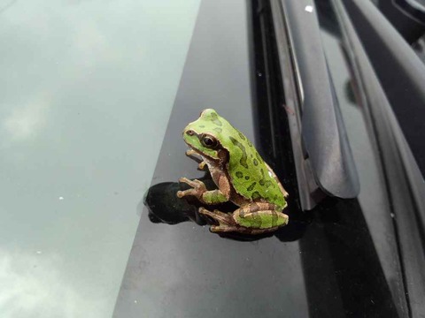 またもや無賃乗車のアマガエルくん