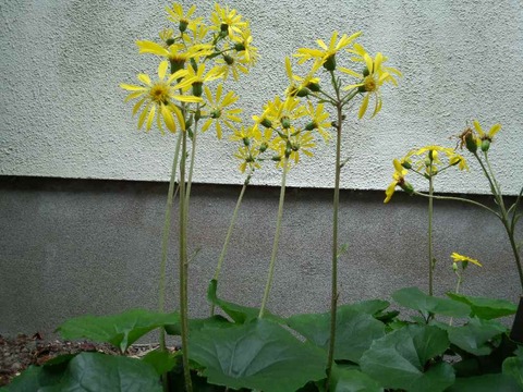 斑入りツワブキと普通のツワブキ
