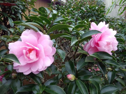 いろはモミジと山茶花