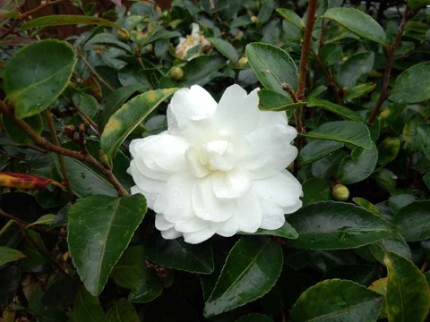 いろはモミジと山茶花