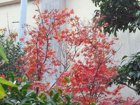 いろはモミジと山茶花