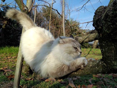 うきは市 葡萄屋で猫と遊ぶ