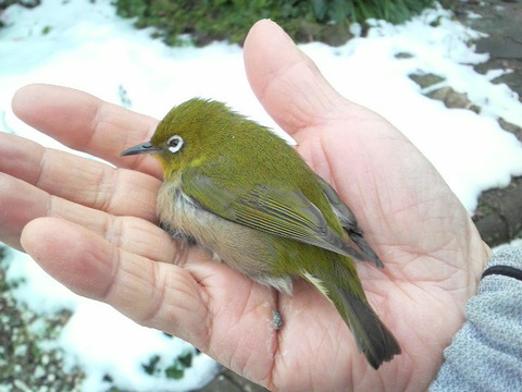 元旦の珍客 メジロ