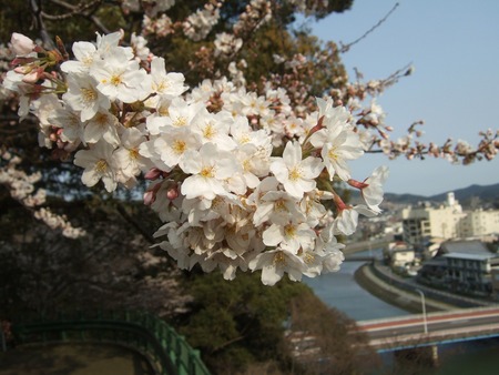 城山公園の桜は五分咲き