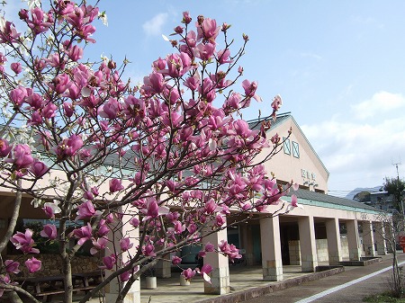 木蓮の花咲く伊万里図書館
