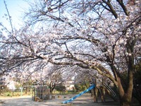 佐賀でも桜が咲き始めました！