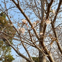石井樋公園のソメイヨシノも咲き始めました