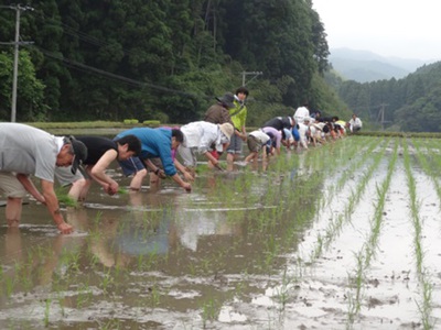 米作り・酒造り体験！一回目の『田植え体験』を行いました。