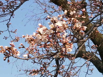 芝生と牛乳、佐賀県材に桜