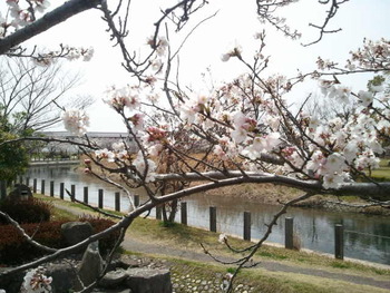 桜とゴルファー♪