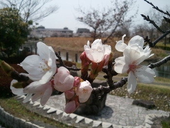 桜とゴルファー♪
