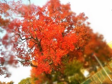 紅葉