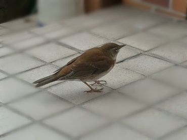 飛べない鳥はただの目眩