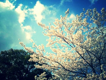 桜はいいが、走りは・・・