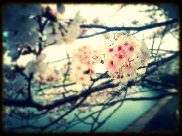桜はいいが、走りは・・・