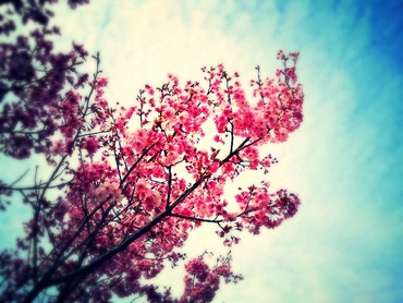 桜と鯉のぼり!