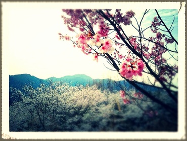 桜と鯉のぼり!