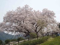 嬉野（吉田）　百年桜