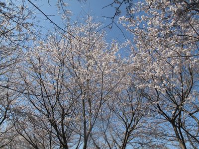 3月21日　桜開花状況！！　第2弾