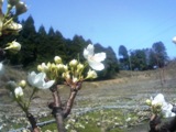 梨の花