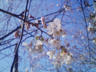 伊万里市波多津の桜