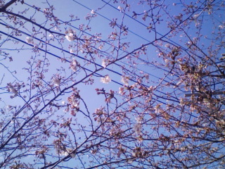 伊万里市波多津の桜