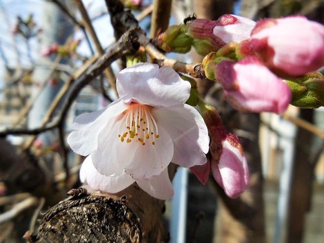 桜の開花2018