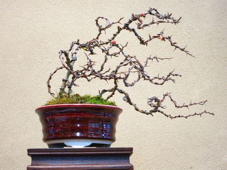 長寿梅の盆栽鉢
