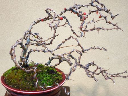長寿梅の盆栽鉢