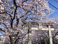 松島神社の桜02