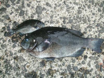 魚釣り